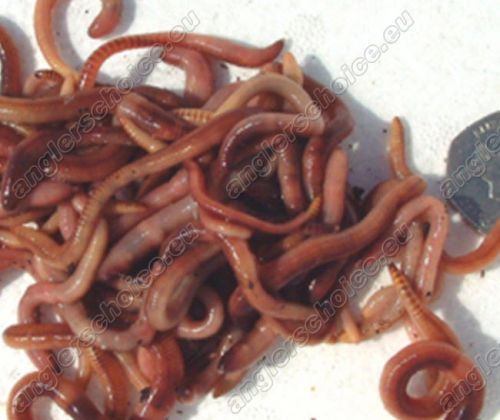 Brandling Worms