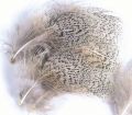 English Partridge Grey Neck Hackles Natural & Dyed