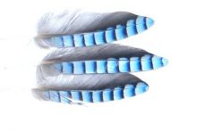 Jay Wing Hackles